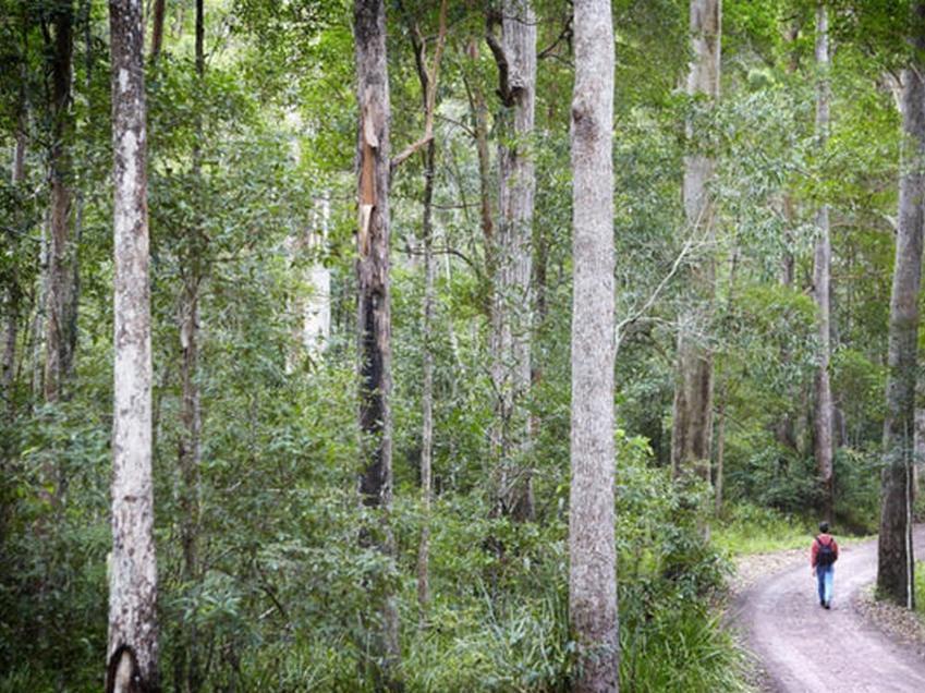 อลายาเวอเด Bed & Breakfast Ringtail Creek ภายนอก รูปภาพ